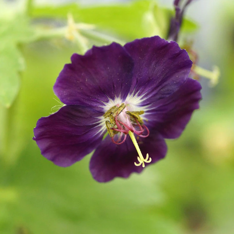 'Raven' Cranesbill 4 'Raven' Cranesbill - Image 2