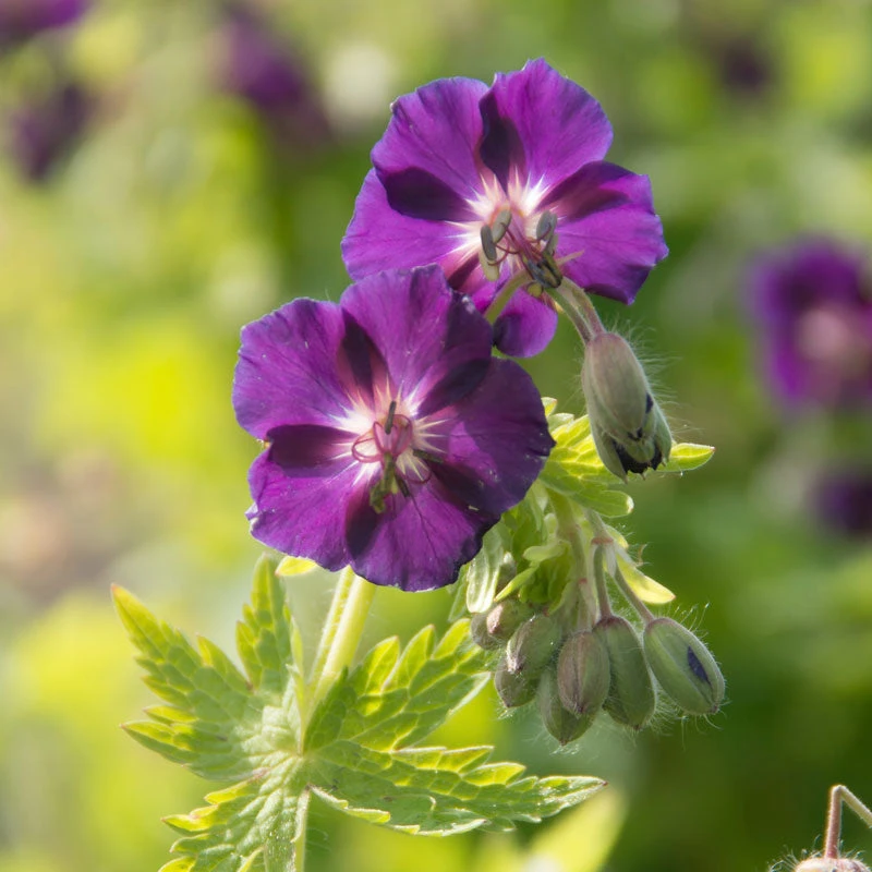 'Raven' Cranesbill 5 'Raven' Cranesbill - Image 3