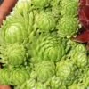 'Allionii' Hens & Chicks -Plant Series 596 2353 popup 22fbe393 c0f3 4c7c 8afa 688bb6edb19f sw