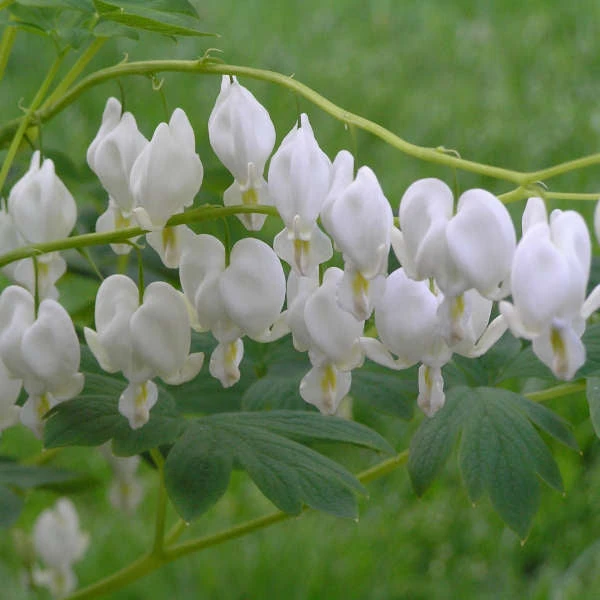 White Bleeding Heart 3 White Bleeding Heart
