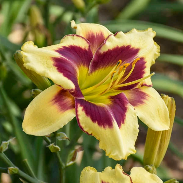 Rainbow Rhythm® 'Star Of The North' Daylily 4 Rainbow Rhythm® 'Star Of The North' Daylily - Image 2