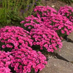 'Paint The Town Fancy' Dianthus 8 'Paint The Town Fancy' Dianthus -Plant Series 5aca3a70644368d2b7af7b379b862e19