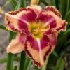 Rainbow Rhythm® 'Lake Of Fire' Daylily 1 Rainbow Rhythm® 'Lake Of Fire' Daylily -Plant Series 5c28f919c16092e28cb6666fdbdf3a24