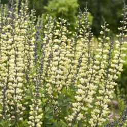Decadence® 'Vanilla Cream II' False Indigo -Plant Series 5c9ca910c1fc14a067fde94b14760ce8