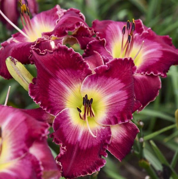 Rainbow Rhythm® 'Blood Sweat And Tears' Daylily 4 Rainbow Rhythm® 'Blood Sweat And Tears' Daylily - Image 2