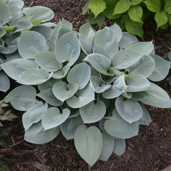 'Prairie Sky' Hosta 4 'Prairie Sky' Hosta - Image 2