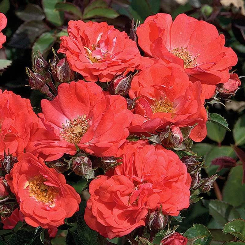 Coral Drift® Rose 3 Coral Drift® Rose