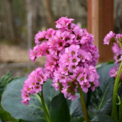 'Miss Piggy' Pigsqueak -Plant Series 605Bergenia MissPiggy 2