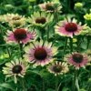 'Green Twister' Coneflower -Plant Series 605 2479 popup