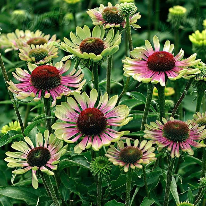 'Green Twister' Coneflower 3 'Green Twister' Coneflower
