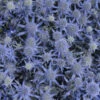 'Blue Glitter' Sea Holly -Plant Series 606Eryngiumplanum BlueGlitter 1