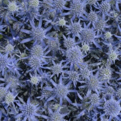 'Blue Glitter' Sea Holly