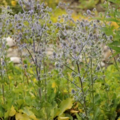 'Blue Glitter' Sea Holly -Plant Series 606Eryngiumplanum BlueGlitter 4
