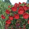 Summerific® 'Cranberry Crush' Perennial Hibiscus -Plant Series 607Hibiscus CranberryCrush 1