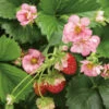 Berried Treasure® Pink Everbearing Strawberry -Plant Series 608 fragaria berried treasure pink