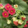 Berried Treasure® Red Everbearing Strawberry -Plant Series 609 fragaria berried treasure red