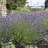 Phenomenal® Lavender -Plant Series 60dc7bc97d050f75eb374f7b7ee5fd10