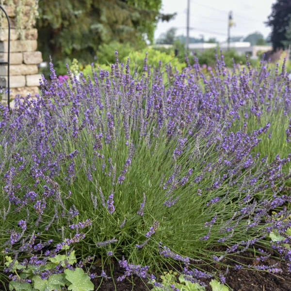 Phenomenal® Lavender 3 Phenomenal® Lavender