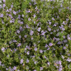 'Marvelette Blue' Calamint