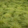 Prairie Dropseed -Plant Series 620Sporobolusheterolepis 1