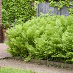Ostrich Fern 11 Ostrich Fern -Plant Series 626543a673f8afd08445d32991d15d27