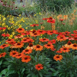 Kismet® Intense Orange Coneflower -Plant Series 626 2857 popup