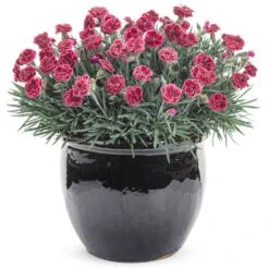 Fruit Punch® 'Black Cherry Frost' Dianthus 9 Fruit Punch® 'Black Cherry Frost' Dianthus -Plant Series 634 2695 popup