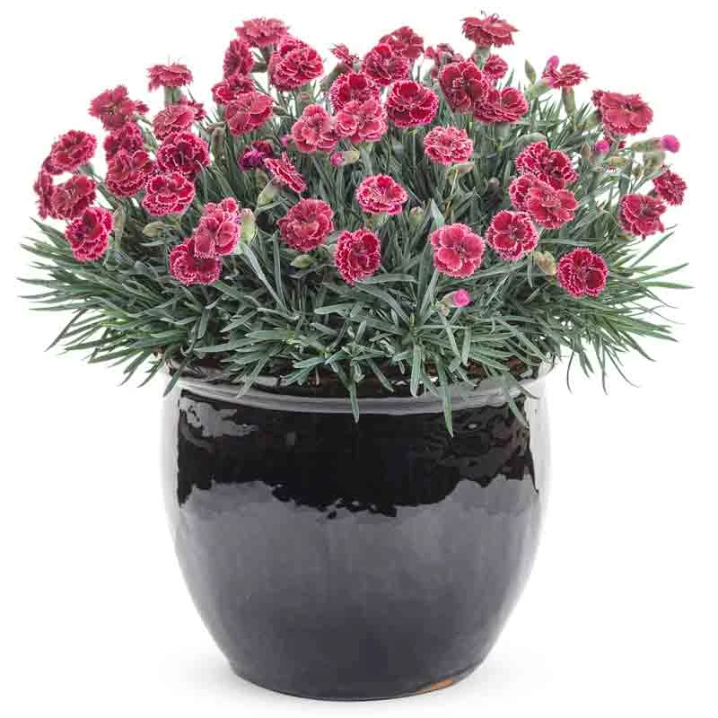 Fruit Punch® 'Black Cherry Frost' Dianthus 5 Fruit Punch® 'Black Cherry Frost' Dianthus - Image 3