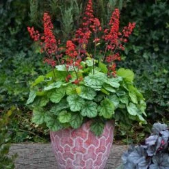 Dolce® 'Appletini' Coral Bells -Plant Series 635 2698 popup