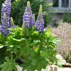 Mini Gallery™ Blue Bicolor Lupine -Plant Series 636297d97b3e498ffe72e6cc797ad19e