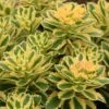 'Atlantis' Stonecrop -Plant Series 639 2717 popup 764bdd4c 62ad 4ed1 adad 19915317787d