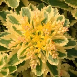 'Atlantis' Stonecrop -Plant Series 639 2718 popup e5add1f9 3377 4841 ac33 76dffe76c01b