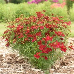 Designer Threads™ 'Scarlet Ribbons' Tickseed