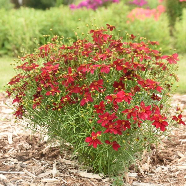 Designer Threads™ 'Scarlet Ribbons' Tickseed 3 Designer Threads™ 'Scarlet Ribbons' Tickseed