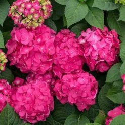Endless Summer® Summer Crush® Bigleaf Hydrangea -Plant Series 640 2721 popup