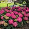 Endless Summer® Summer Crush® Bigleaf Hydrangea 1 Endless Summer® Summer Crush® Bigleaf Hydrangea -Plant Series 640 2722 popup