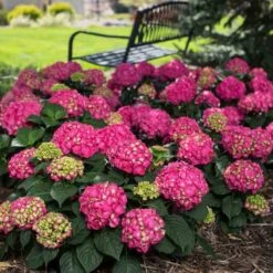 Endless Summer® Summer Crush® Bigleaf Hydrangea