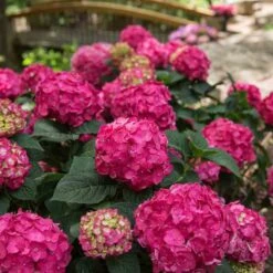 Endless Summer® Summer Crush® Bigleaf Hydrangea -Plant Series 640 2724 popup