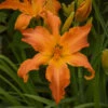 Rainbow Rhythm® 'Primal Scream' Daylily 2 Rainbow Rhythm® 'Primal Scream' Daylily -Plant Series 64afa19d879c3cbfd81b5bff2ff1f16c