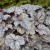 Dolce® 'Frosted Berry' Coral Bells -Plant Series 654 Dolce Frosted Berry Heuchera 1