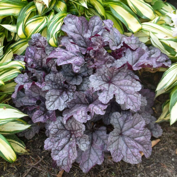 Dolce® 'Frosted Berry' Coral Bells 4 Dolce® 'Frosted Berry' Coral Bells - Image 2