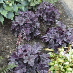 Dolce® 'Frosted Berry' Coral Bells 8 Dolce® 'Frosted Berry' Coral Bells -Plant Series 654 Dolce Frosted Berry Heuchera 3