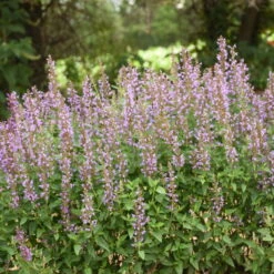 'Blue Bayou' Hummingbird Mint