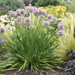 'Bubble Bath' Allium