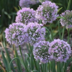 'Bubble Bath' Allium -Plant Series 658 Bubble Bath Allium 3