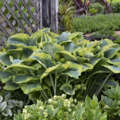 Shadowland® 'Seducer' Hosta 12 Shadowland® 'Seducer' Hosta -Plant Series 6598ef6fe9ffaa880ffbbb5ef687e47e