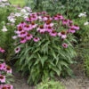 Color Coded® 'The Fuchsia Is Bright' Coneflower 1 Color Coded® 'The Fuchsia Is Bright' Coneflower -Plant Series 661 Color Coded The Fuchsia Is Bright Coneflower 1