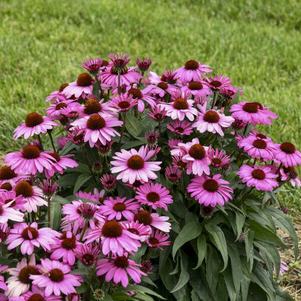 Color Coded® 'The Fuchsia Is Bright' Coneflower 4 Color Coded® 'The Fuchsia Is Bright' Coneflower - Image 2