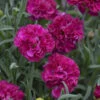 Fruit Punch® 'Funky Fuchsia' Dianthus 2 Fruit Punch® 'Funky Fuchsia' Dianthus -Plant Series 661 Fruit Punch Funky Fuchsia Dianthus 1