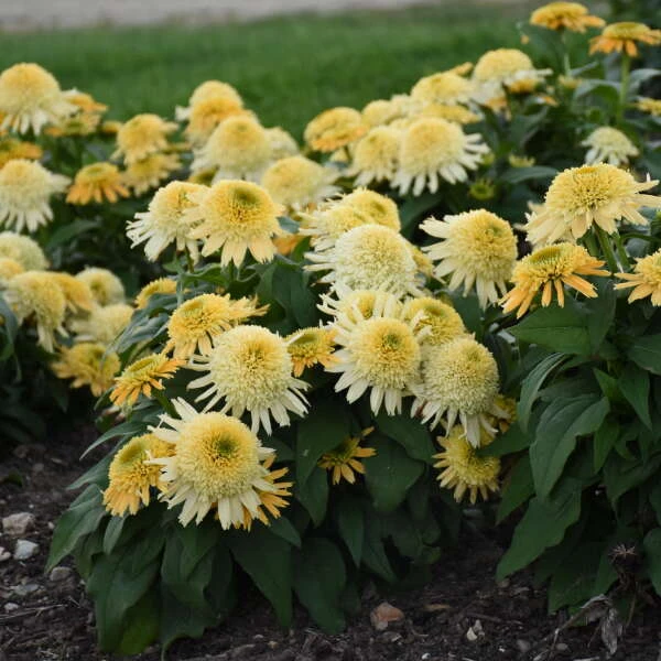 Double Coded™ 'Butter Pecan' Coneflower 3 Double Coded™ 'Butter Pecan' Coneflower